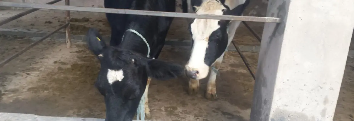 Blog 1170x404px cows