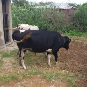 Our unnamed dairy cow