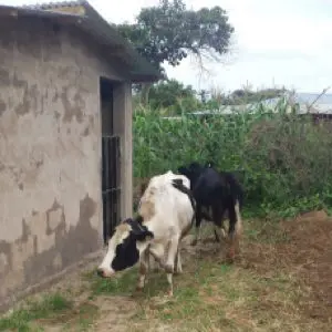 One of two of our dairy cows