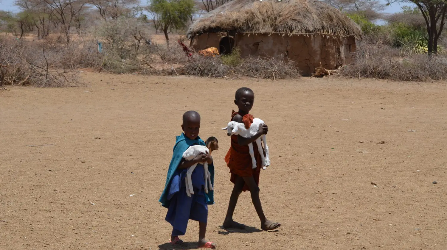goats for christmas project