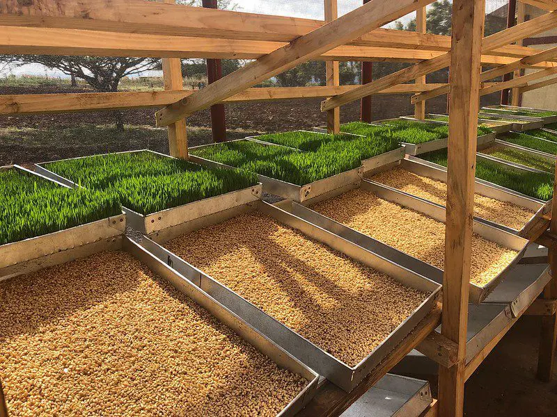 hydroponics fodder system on the ecofarm provides daily fodder for livestock