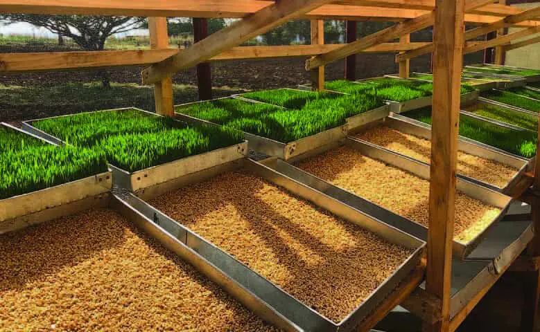 a hydroponic fodder system on the eco farm