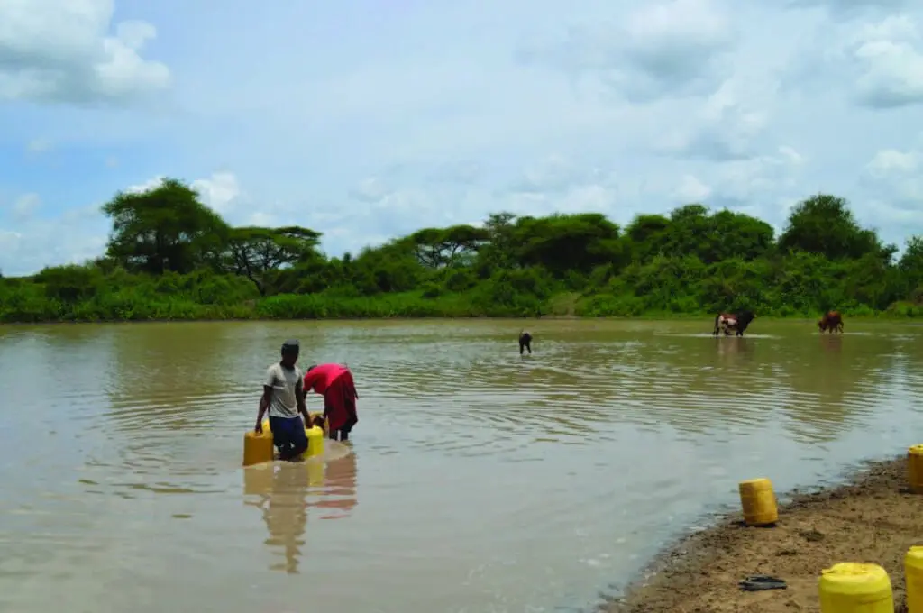 sharing water with cattle