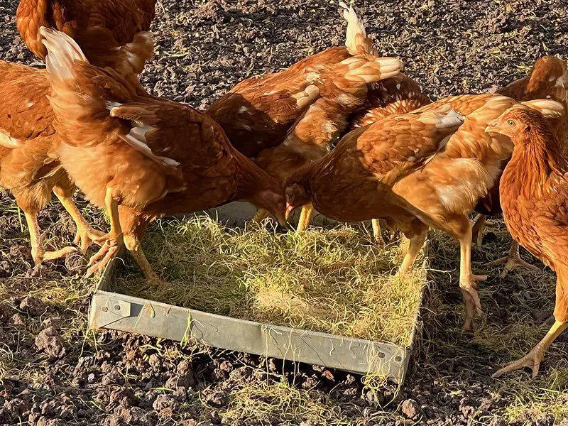 chickens eating fodder on MGRC's eco farm