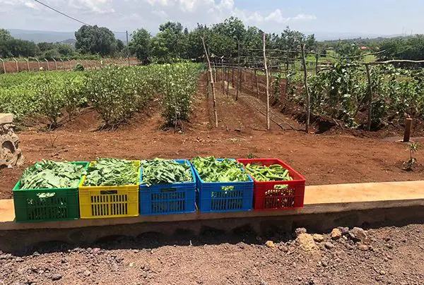 Produce and leafy greens from our eco farm
