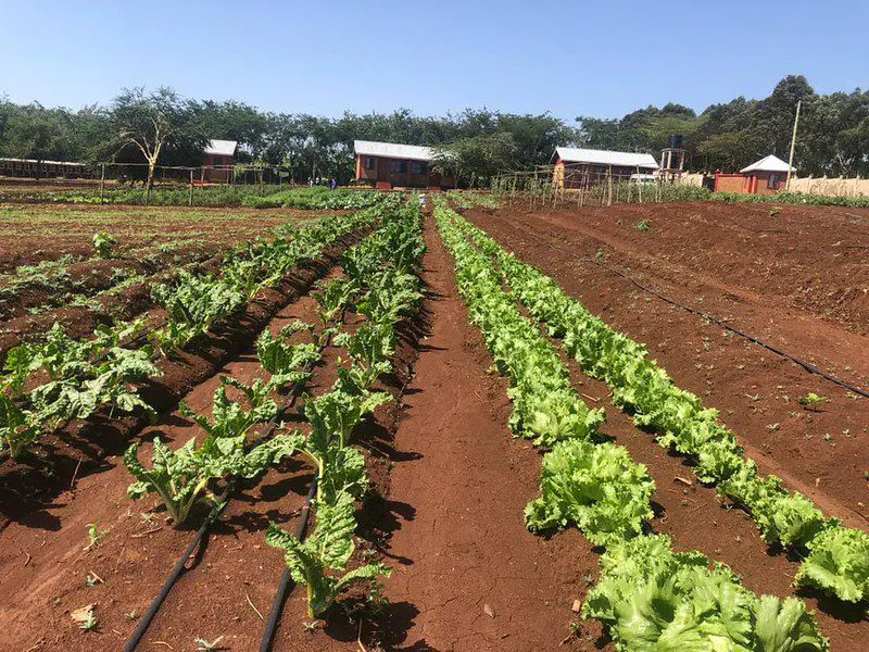 drip irrigation installed on the MGRC ecoFarm