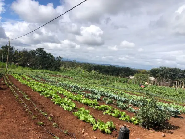 Drip irrigation installed on ecoFarm