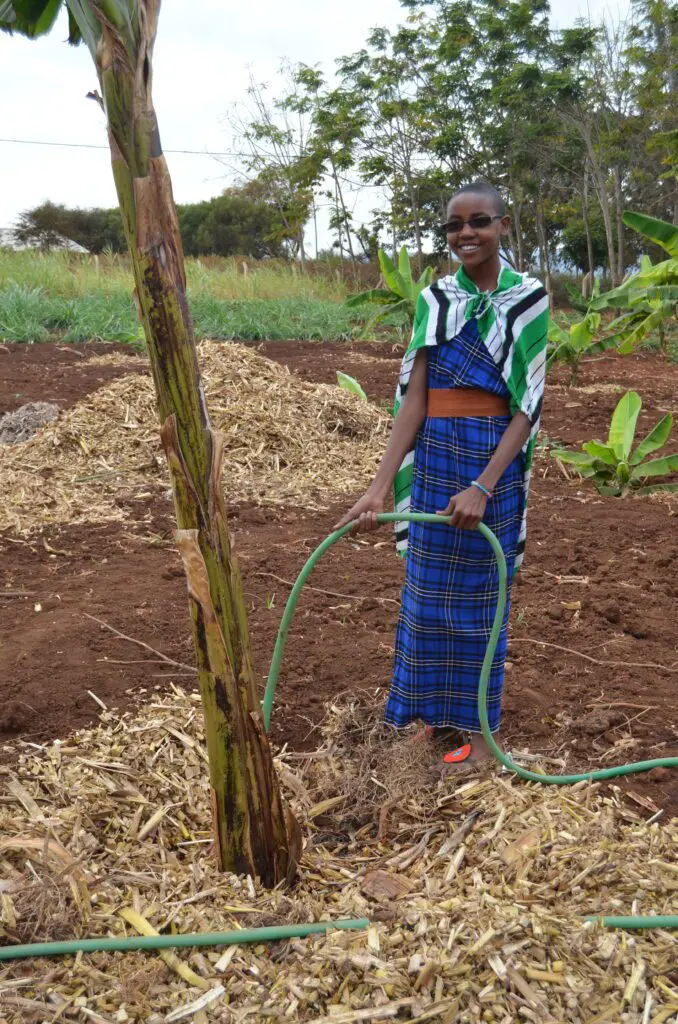 Girl watering new planted fruit tree.