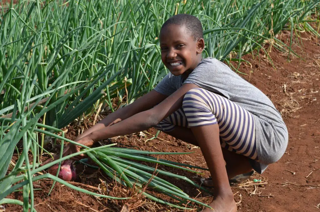 Young Maasai girl harvesting onions on the MGRC ecofarm