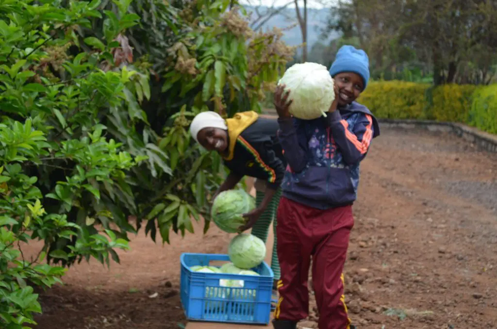 Suzana with cabbage bigger than her head!