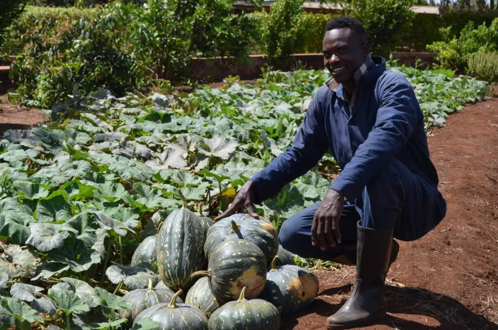 watermelon harvest