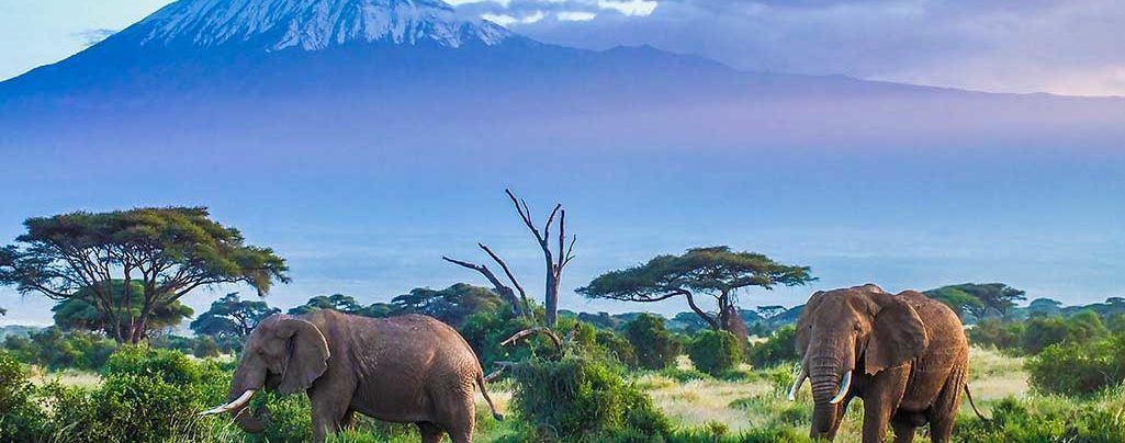 Elephants-and-Kilimanjaro