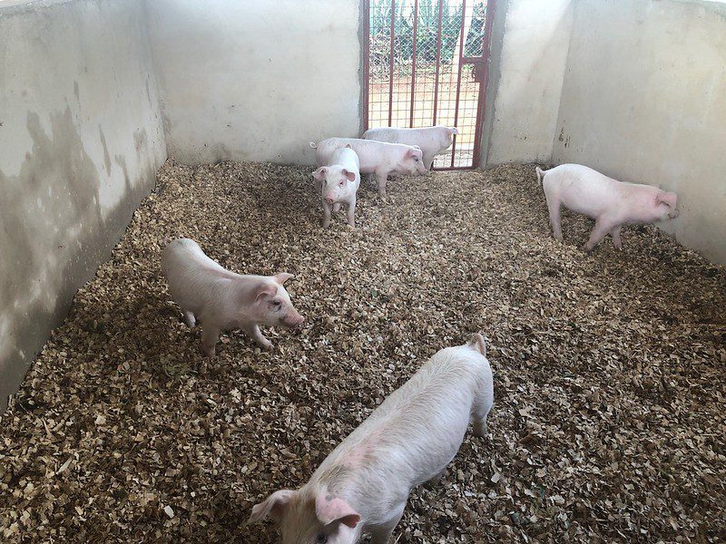MGRC first pigs was big transformation on the farm