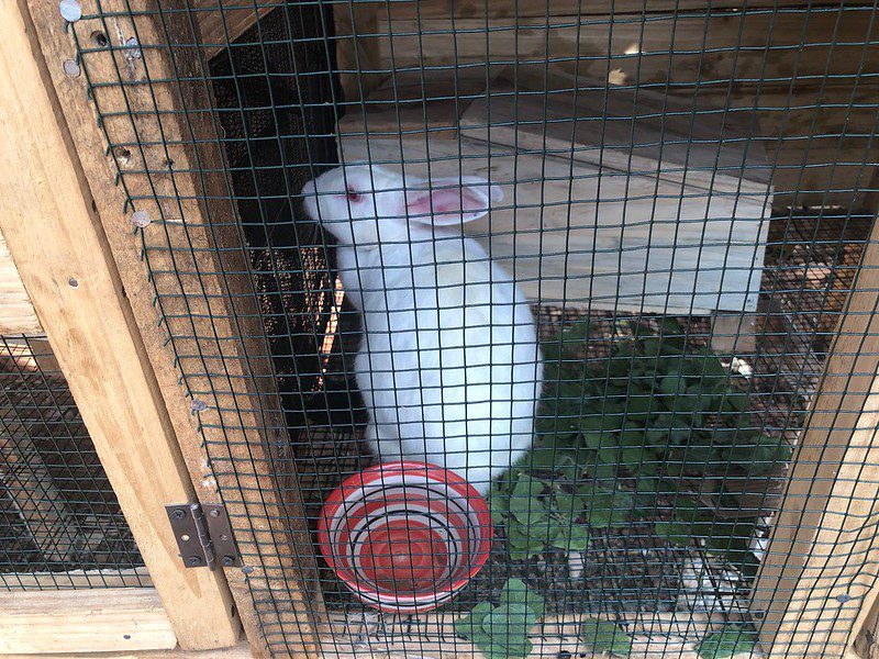 MGRC first rabbits