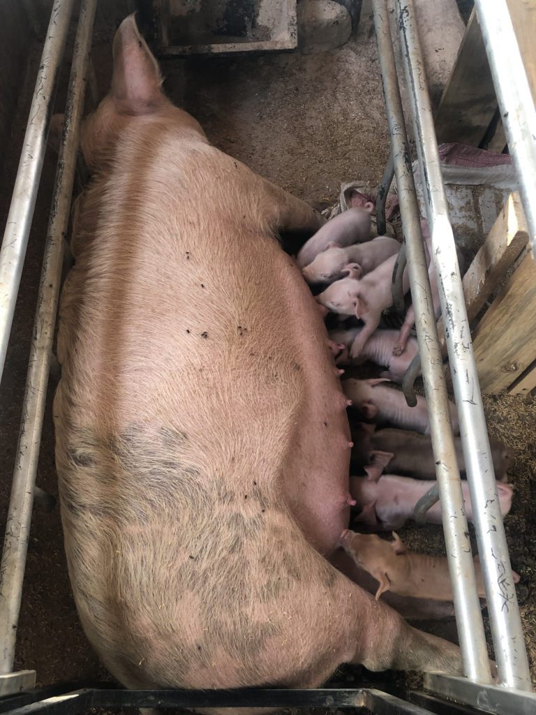 New piglets born on the ecoFarm