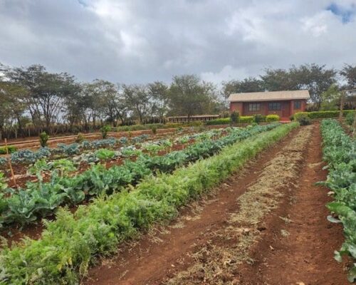 A sprawling view of MGRC ecoFarm in Tanzania Africa