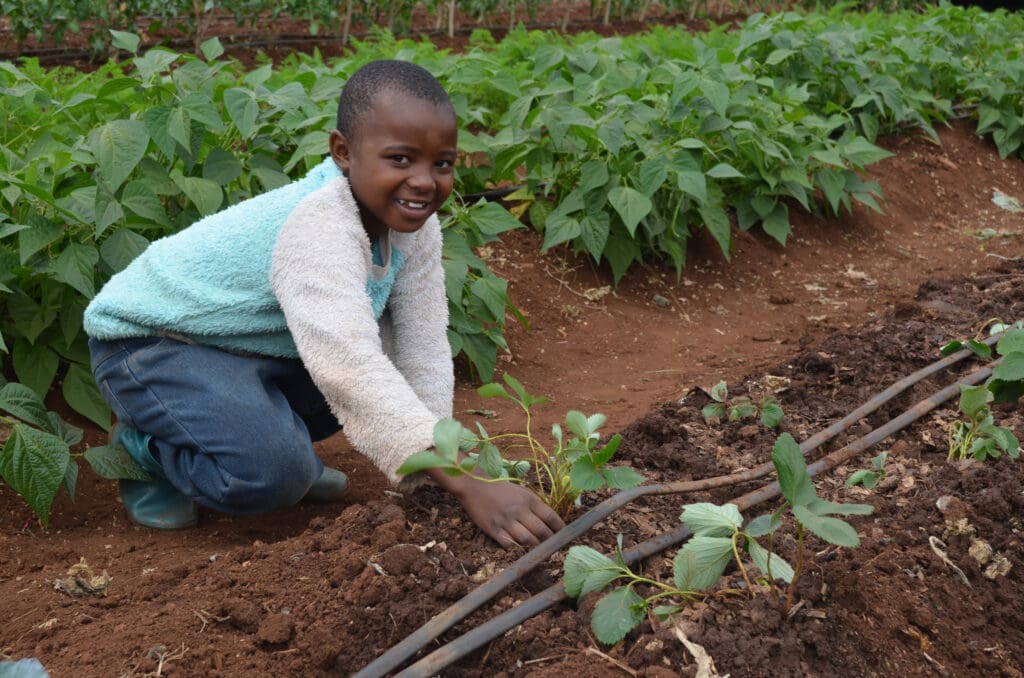 the nursey team planting strawsberries as part of the Learn & Earn program at MGRC ecoVillage.